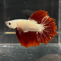 the-fish-farm Premium Male Betta Red Dragon Premium Male Betta - One Only - 2 Shop for Red Dragon Male Bettas at The Fish Farm Australia