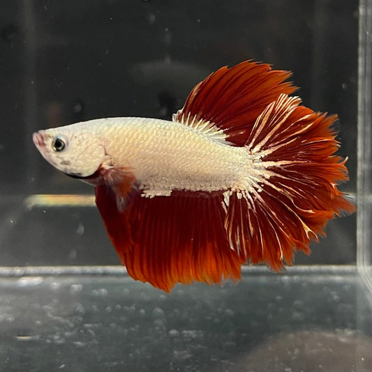 the-fish-farm Premium Male Betta Red Dragon Premium Male Betta - One Only - 2 Shop for Red Dragon Male Bettas at The Fish Farm Australia