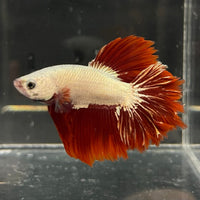 the-fish-farm Premium Male Betta Red Dragon Premium Male Betta - One Only - 2 Shop for Red Dragon Male Bettas at The Fish Farm Australia