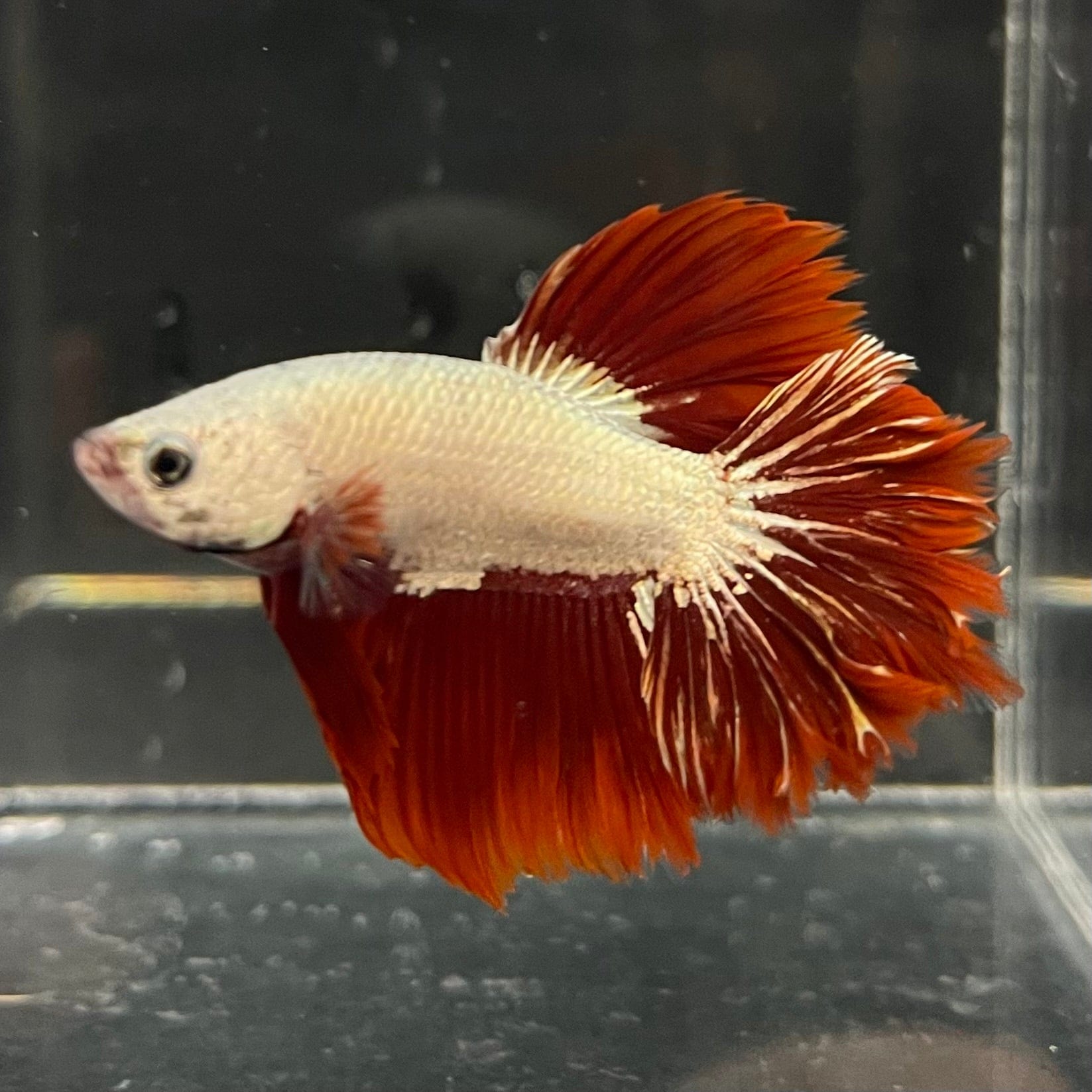 the-fish-farm Premium Male Betta Red Dragon Premium Male Betta - One Only - 2 Shop for Red Dragon Male Bettas at The Fish Farm Australia