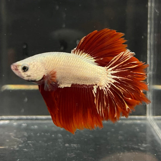 the-fish-farm Premium Male Betta Red Dragon Premium Male Betta - One Only - 2 Shop for Red Dragon Male Bettas at The Fish Farm Australia