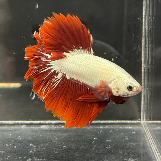 the-fish-farm Premium Male Betta Red Dragon Premium Male Betta - One Only - 2 Shop for Red Dragon Male Bettas at The Fish Farm Australia