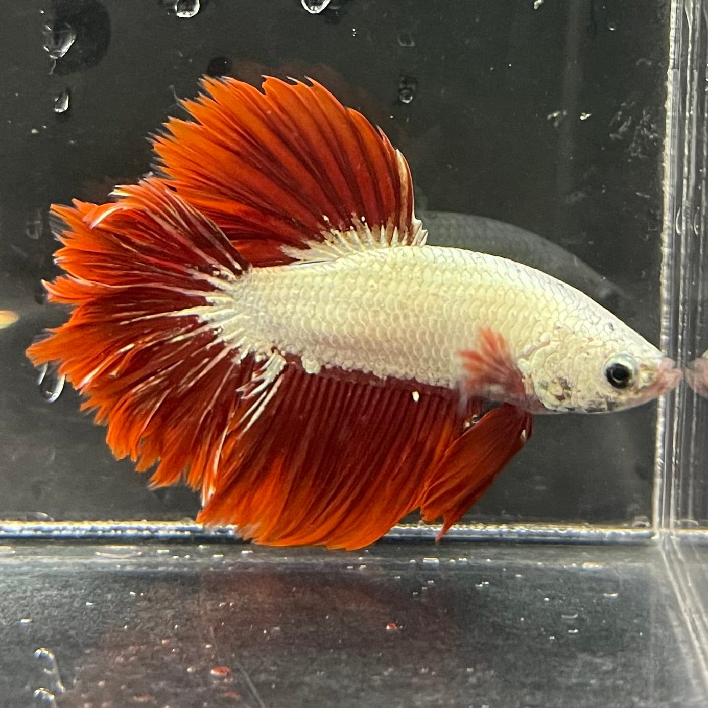 the-fish-farm Premium Male Betta Red Dragon Premium Male Betta - One Only - 2 Shop for Red Dragon Male Bettas at The Fish Farm Australia