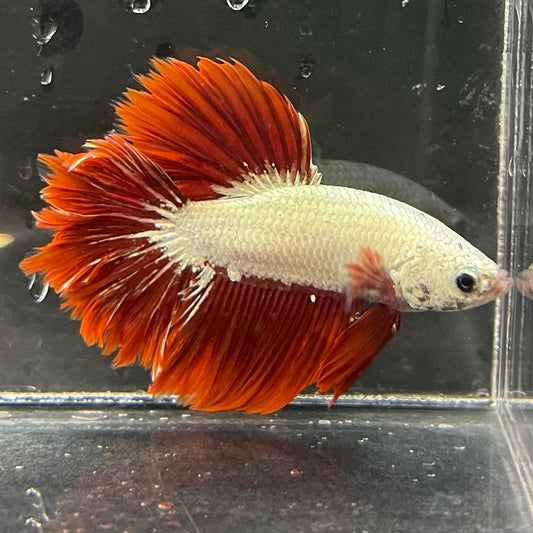 the-fish-farm Premium Male Betta Red Dragon Premium Male Betta - One Only - 2 Shop for Red Dragon Male Bettas at The Fish Farm Australia
