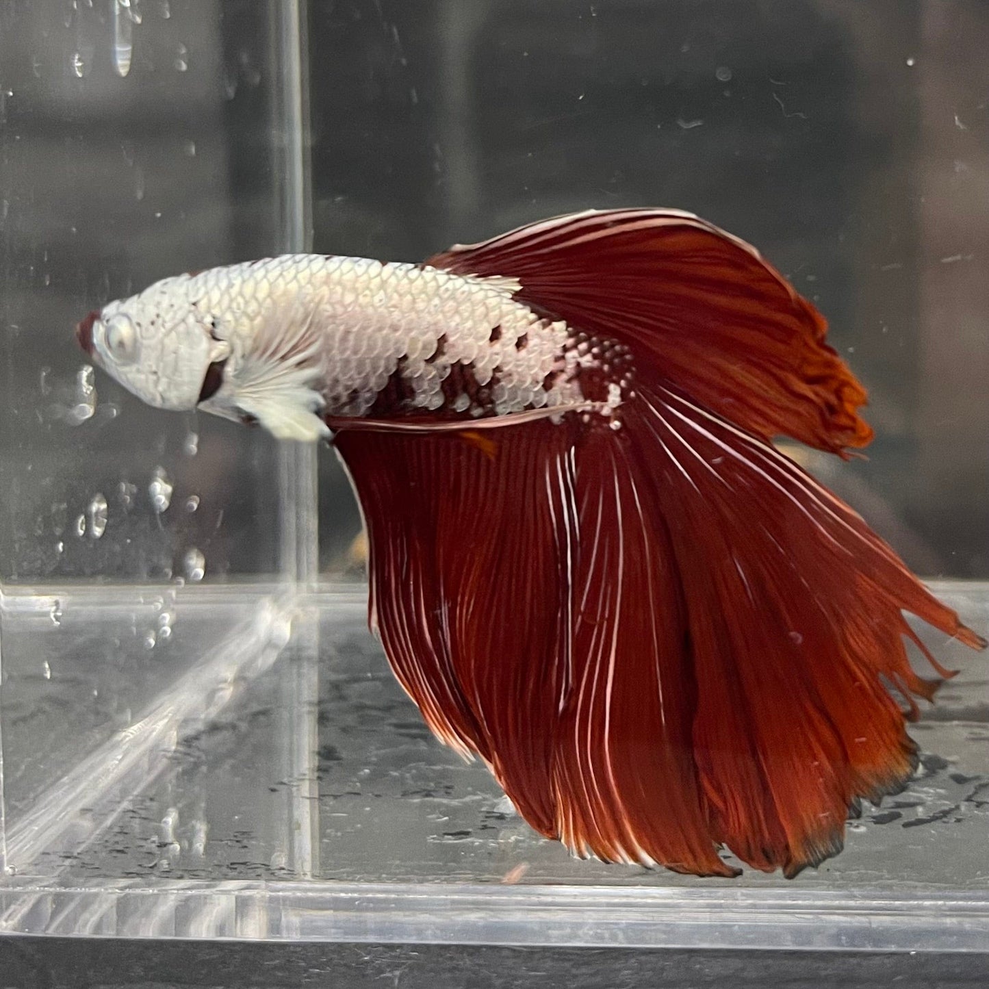 the-fish-farm Premium Male Betta Red Dragon Premium Male Betta - One Only - 2 Shop for Red Dragon Male Bettas at The Fish Farm Australia