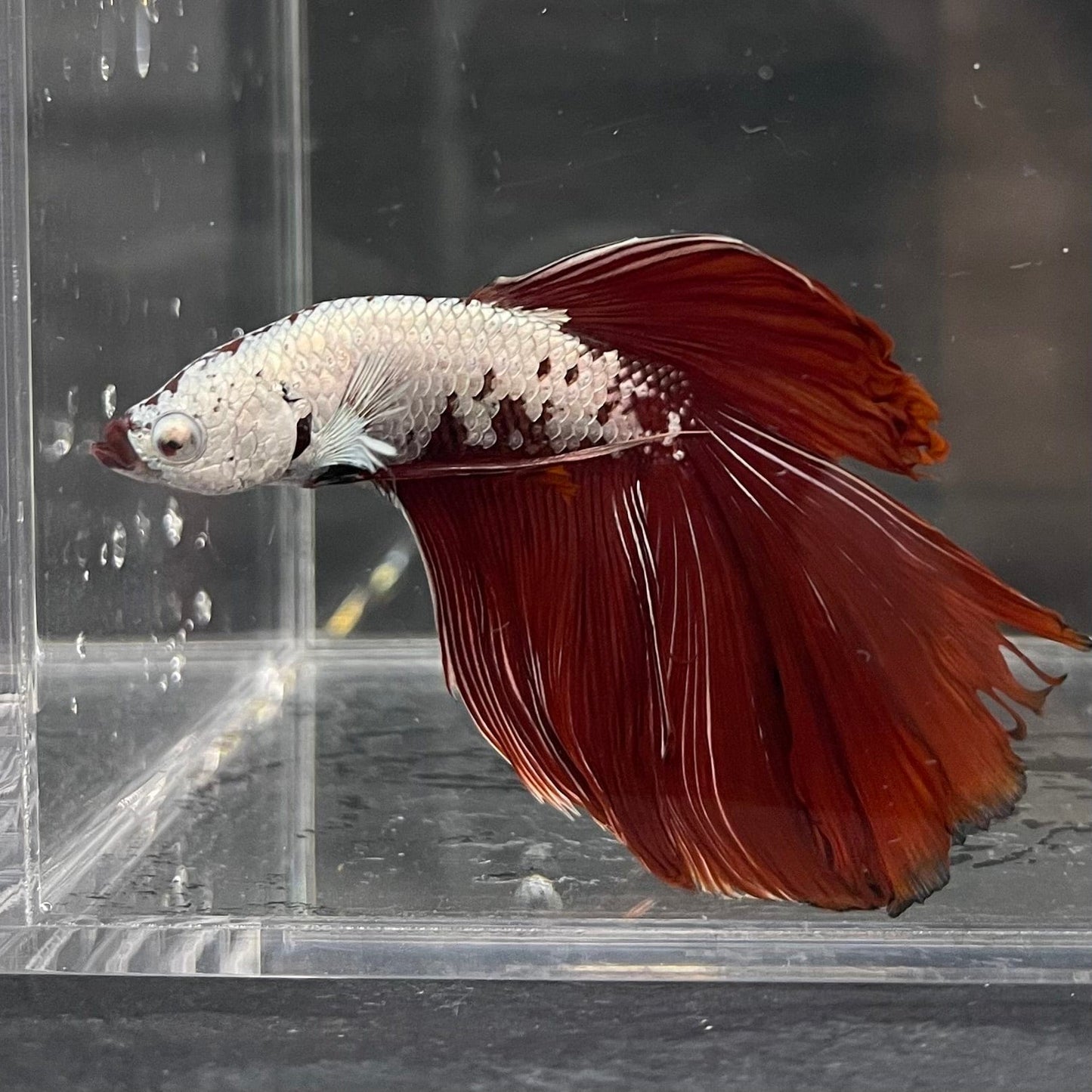 the-fish-farm Premium Male Betta Red Dragon Premium Male Betta - One Only - 2 Shop for Red Dragon Male Bettas at The Fish Farm Australia