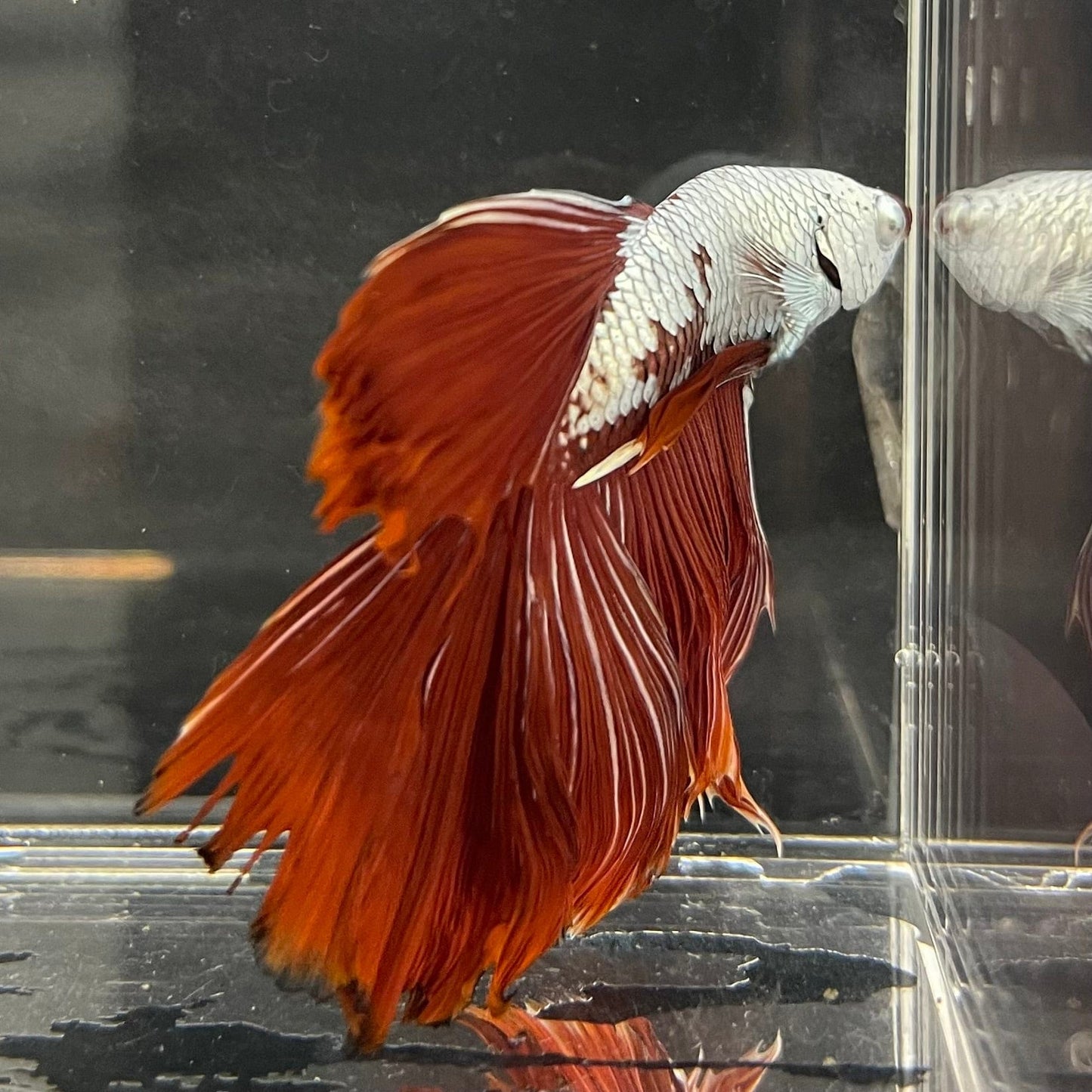 the-fish-farm Premium Male Betta Red Dragon Premium Male Betta - One Only - 2 Shop for Red Dragon Male Bettas at The Fish Farm Australia