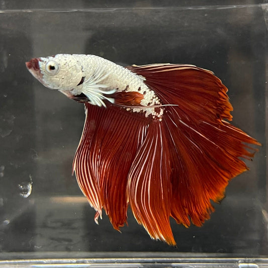 the-fish-farm Premium Male Betta Red Dragon Premium Male Betta - One Only - 2 Shop for Red Dragon Male Bettas at The Fish Farm Australia