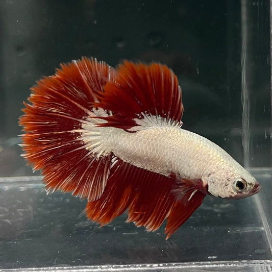 the-fish-farm Premium Male Betta Red Dragon Premium Male Betta - One Only - 3 Shop for Red Dragon Male Bettas at The Fish Farm Australia