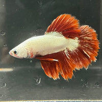 the-fish-farm Premium Male Betta Red Dragon Premium Male Betta - One Only - 3 Shop for Red Dragon Male Bettas at The Fish Farm Australia
