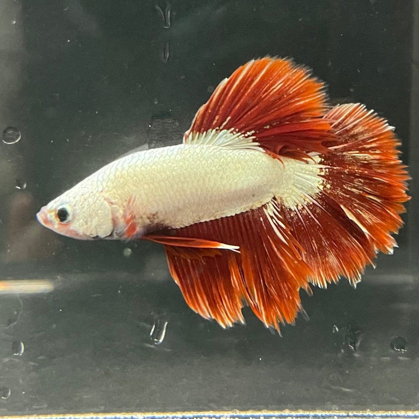 the-fish-farm Premium Male Betta Red Dragon Premium Male Betta - One Only - 3 Shop for Red Dragon Male Bettas at The Fish Farm Australia