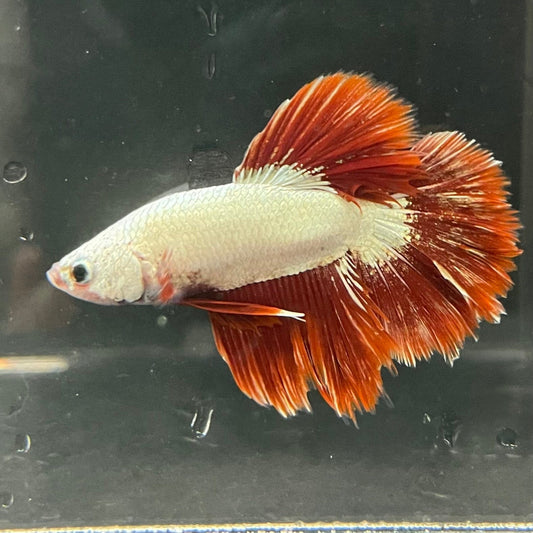 the-fish-farm Premium Male Betta Red Dragon Premium Male Betta - One Only - 3 Shop for Red Dragon Male Bettas at The Fish Farm Australia