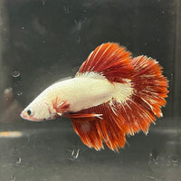 the-fish-farm Premium Male Betta Red Dragon Premium Male Betta - One Only - 3 Shop for Red Dragon Male Bettas at The Fish Farm Australia