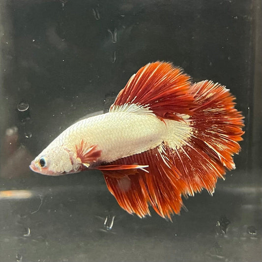the-fish-farm Premium Male Betta Red Dragon Premium Male Betta - One Only - 3 Shop for Red Dragon Male Bettas at The Fish Farm Australia