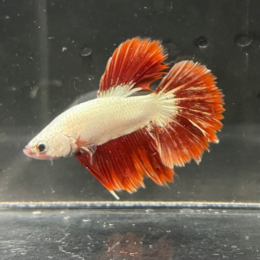 the-fish-farm Premium Male Betta Red Dragon Premium Male Betta - One Only - 3 Shop for Red Dragon Male Bettas at The Fish Farm Australia