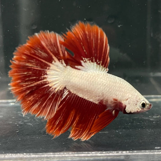 the-fish-farm Premium Male Betta Red Dragon Premium Male Betta - One Only - 3 Shop for Red Dragon Male Bettas at The Fish Farm Australia