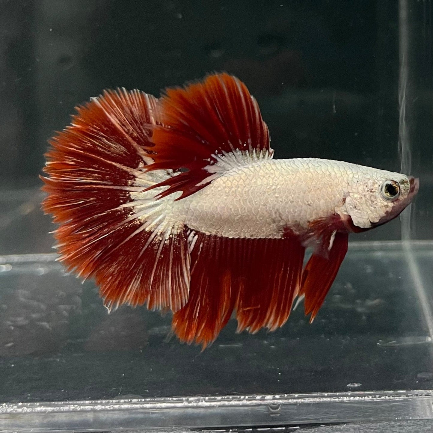 the-fish-farm Premium Male Betta Red Dragon Premium Male Betta - One Only - 3 Shop for Red Dragon Male Bettas at The Fish Farm Australia