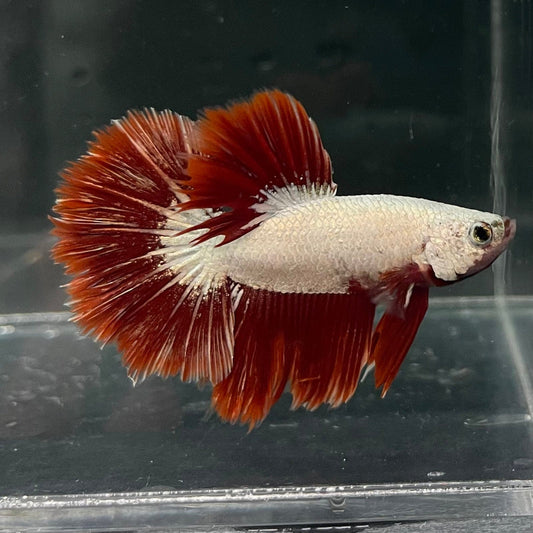 the-fish-farm Premium Male Betta Red Dragon Premium Male Betta - One Only - 3 Shop for Red Dragon Male Bettas at The Fish Farm Australia