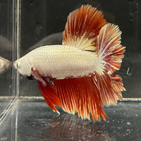 the-fish-farm Premium Male Betta Red Dragon Premium Male Betta - One Only - 4 Shop for Red Dragon Male Bettas at The Fish Farm Australia