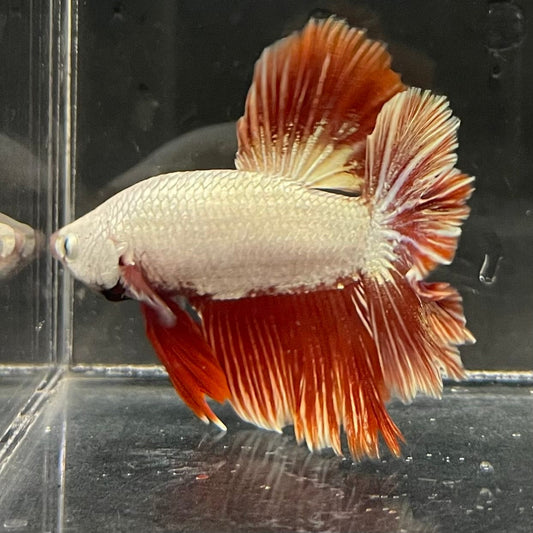the-fish-farm Premium Male Betta Red Dragon Premium Male Betta - One Only - 4 Shop for Red Dragon Male Bettas at The Fish Farm Australia
