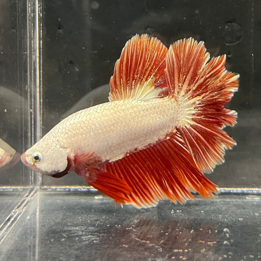 the-fish-farm Premium Male Betta Red Dragon Premium Male Betta - One Only - 4 Shop for Red Dragon Male Bettas at The Fish Farm Australia