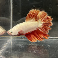 the-fish-farm Premium Male Betta Red Dragon Premium Male Betta - One Only - 4 Shop for Red Dragon Male Bettas at The Fish Farm Australia