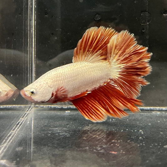 the-fish-farm Premium Male Betta Red Dragon Premium Male Betta - One Only - 4 Shop for Red Dragon Male Bettas at The Fish Farm Australia