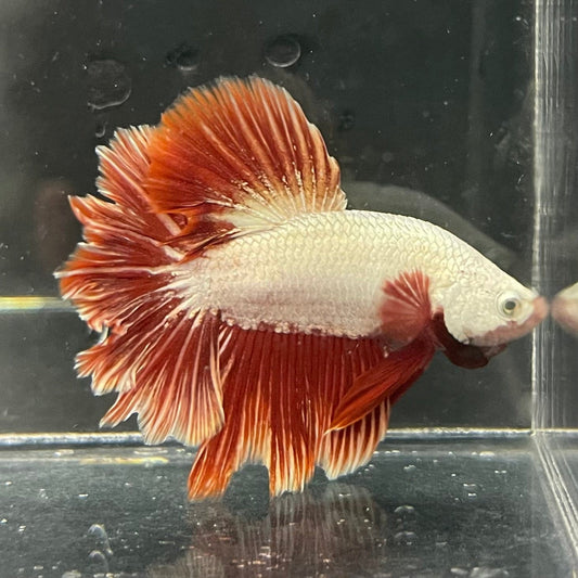 the-fish-farm Premium Male Betta Red Dragon Premium Male Betta - One Only - 4 Shop for Red Dragon Male Bettas at The Fish Farm Australia