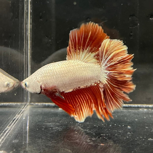 the-fish-farm Premium Male Betta Red Dragon Premium Male Betta - One Only - 4 Shop for Red Dragon Male Bettas at The Fish Farm Australia