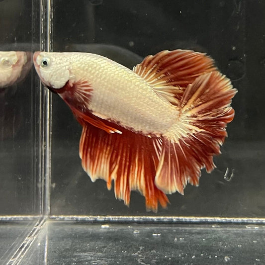 the-fish-farm Premium Male Betta Red Dragon Premium Male Betta - One Only - 4 Shop for Red Dragon Male Bettas at The Fish Farm Australia