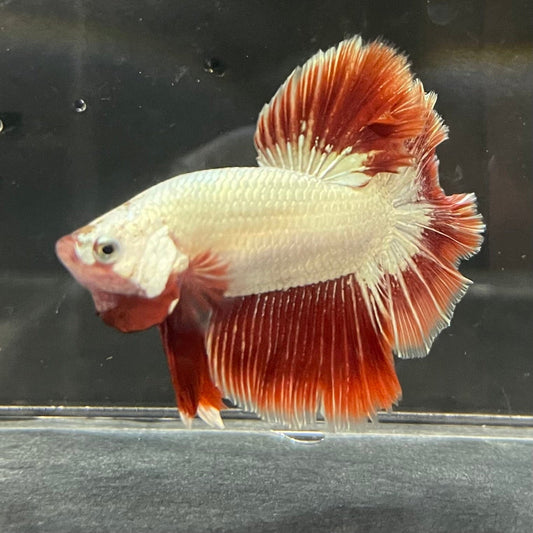 the-fish-farm Premium Male Betta Red Dragon Premium Male Betta - One Only - 5 Shop for Red Dragon Male Bettas at The Fish Farm Australia