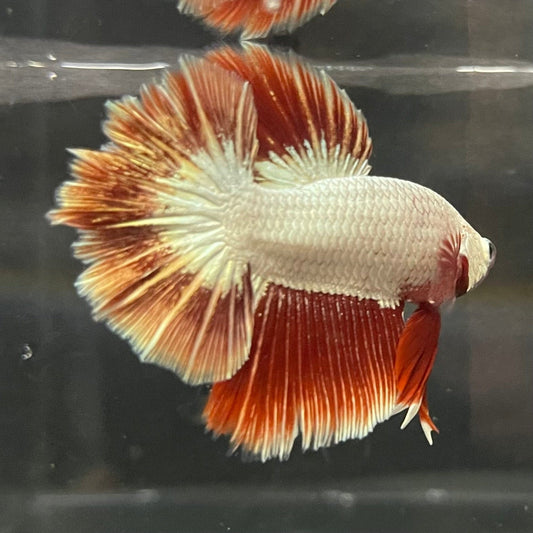the-fish-farm Premium Male Betta Red Dragon Premium Male Betta - One Only - 5 Shop for Red Dragon Male Bettas at The Fish Farm Australia