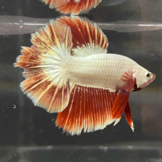 the-fish-farm Premium Male Betta Red Dragon Premium Male Betta - One Only - 5 Shop for Red Dragon Male Bettas at The Fish Farm Australia