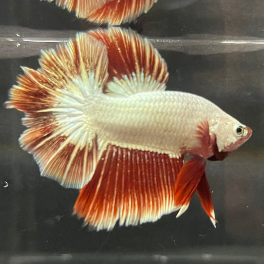 the-fish-farm Premium Male Betta Red Dragon Premium Male Betta - One Only - 5 Shop for Red Dragon Male Bettas at The Fish Farm Australia