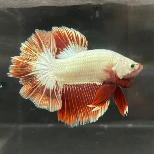 the-fish-farm Premium Male Betta Red Dragon Premium Male Betta - One Only - 5 Shop for Red Dragon Male Bettas at The Fish Farm Australia