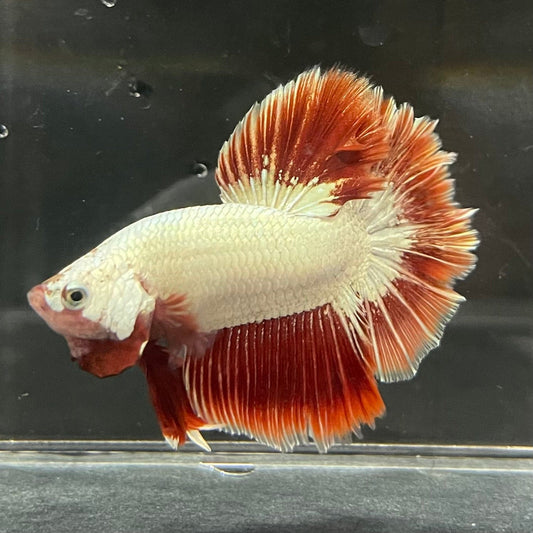 the-fish-farm Premium Male Betta Red Dragon Premium Male Betta - One Only - 5 Shop for Red Dragon Male Bettas at The Fish Farm Australia