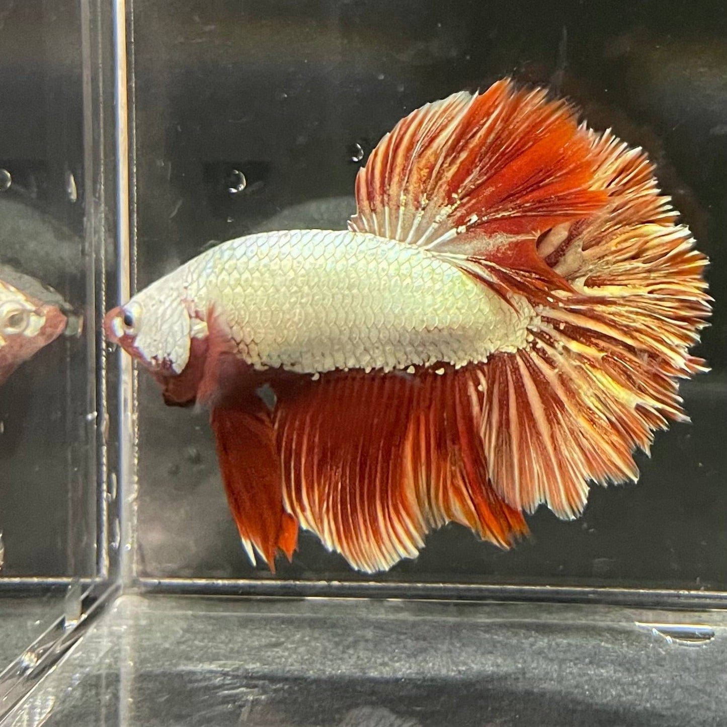 the-fish-farm Premium Male Betta Red Dragon Premium Male Betta - One Only - 6 Shop for Red Dragon Male Bettas at The Fish Farm Australia