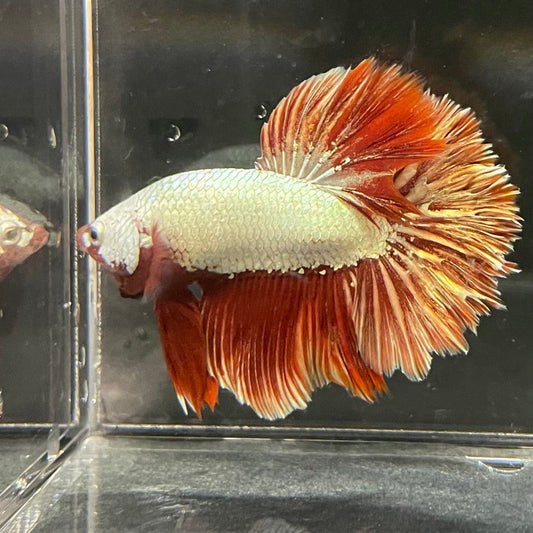 the-fish-farm Premium Male Betta Red Dragon Premium Male Betta - One Only - 6 Shop for Red Dragon Male Bettas at The Fish Farm Australia