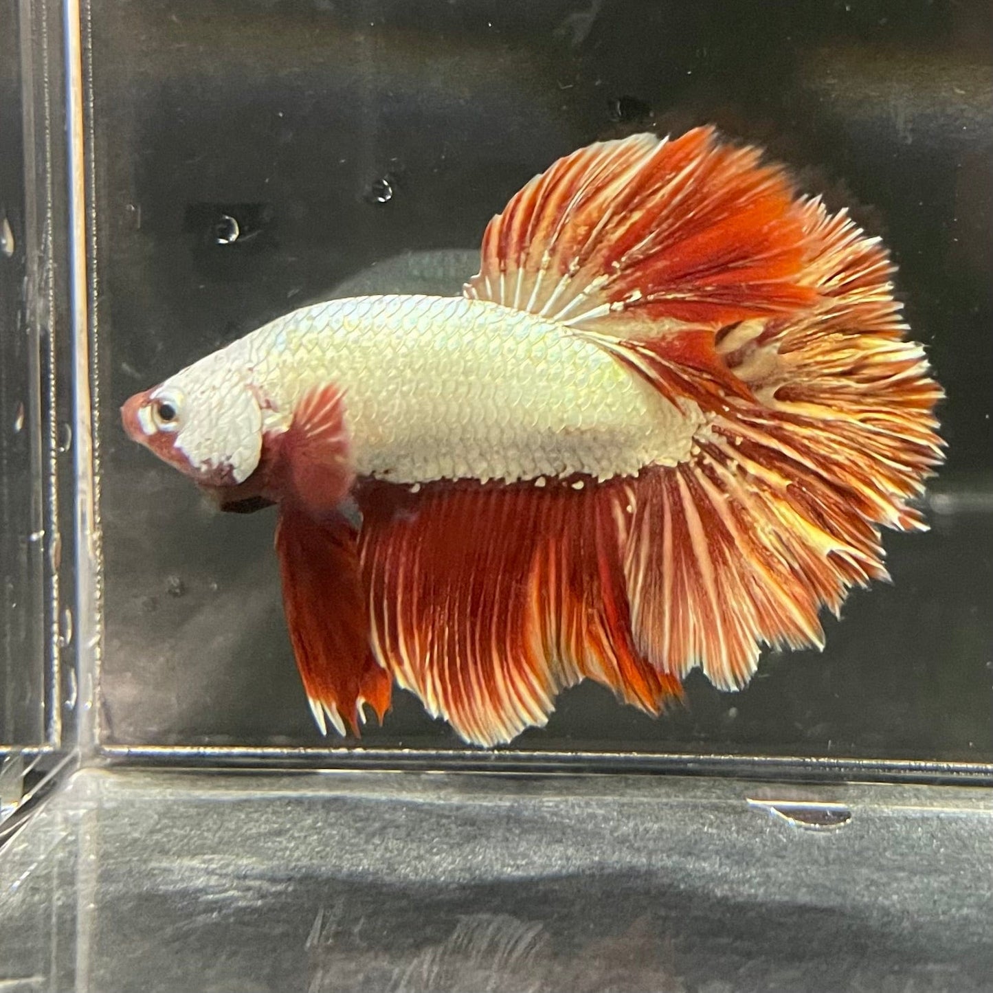 the-fish-farm Premium Male Betta Red Dragon Premium Male Betta - One Only - 6 Shop for Red Dragon Male Bettas at The Fish Farm Australia