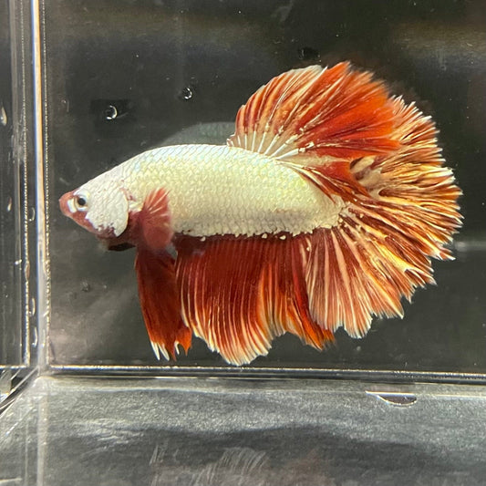 the-fish-farm Premium Male Betta Red Dragon Premium Male Betta - One Only - 6 Shop for Red Dragon Male Bettas at The Fish Farm Australia
