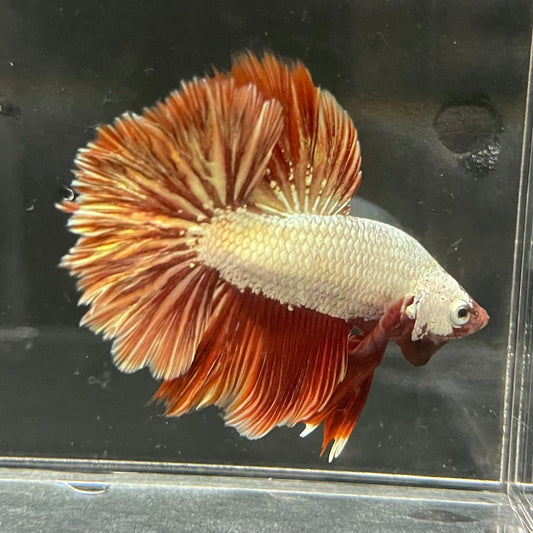 the-fish-farm Premium Male Betta Red Dragon Premium Male Betta - One Only - 6 Shop for Red Dragon Male Bettas at The Fish Farm Australia