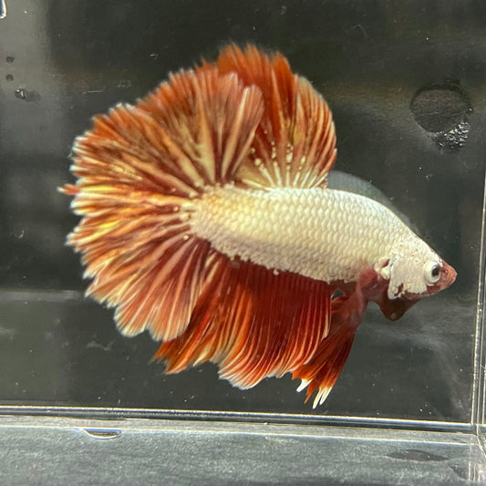 the-fish-farm Premium Male Betta Red Dragon Premium Male Betta - One Only - 6 Shop for Red Dragon Male Bettas at The Fish Farm Australia