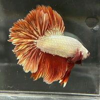 the-fish-farm Premium Male Betta Red Dragon Premium Male Betta - One Only - 6 Shop for Red Dragon Male Bettas at The Fish Farm Australia