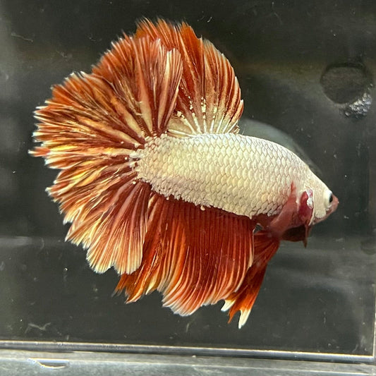 the-fish-farm Premium Male Betta Red Dragon Premium Male Betta - One Only - 6 Shop for Red Dragon Male Bettas at The Fish Farm Australia