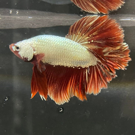 the-fish-farm Premium Male Betta Red Dragon Premium Male Betta - One Only - 6 Shop for Red Dragon Male Bettas at The Fish Farm Australia