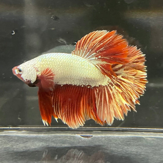 the-fish-farm Premium Male Betta Red Dragon Premium Male Betta - One Only - 6 Shop for Red Dragon Male Bettas at The Fish Farm Australia