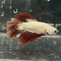 the-fish-farm Premium Male Betta Red Dragon Premium Male Betta - One Only - 7 Shop for Red Dragon Male Bettas at The Fish Farm Australia