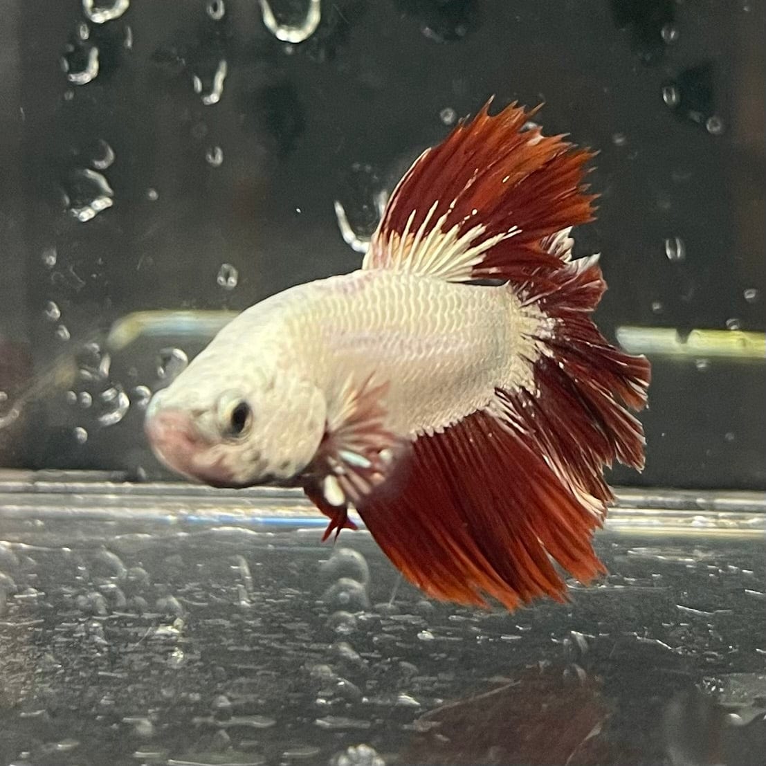 the-fish-farm Premium Male Betta Red Dragon Premium Male Betta - One Only - 7 Shop for Red Dragon Male Bettas at The Fish Farm Australia