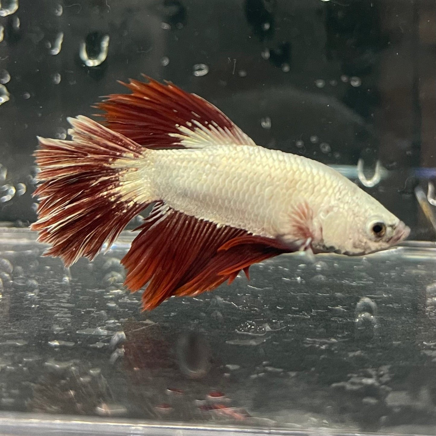 the-fish-farm Premium Male Betta Red Dragon Premium Male Betta - One Only - 7 Shop for Red Dragon Male Bettas at The Fish Farm Australia