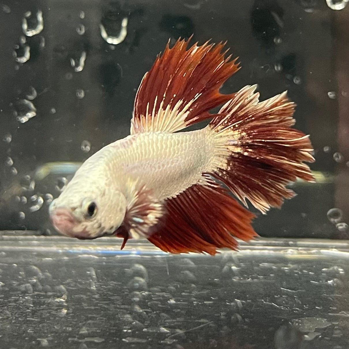 the-fish-farm Premium Male Betta Red Dragon Premium Male Betta - One Only - 7 Shop for Red Dragon Male Bettas at The Fish Farm Australia